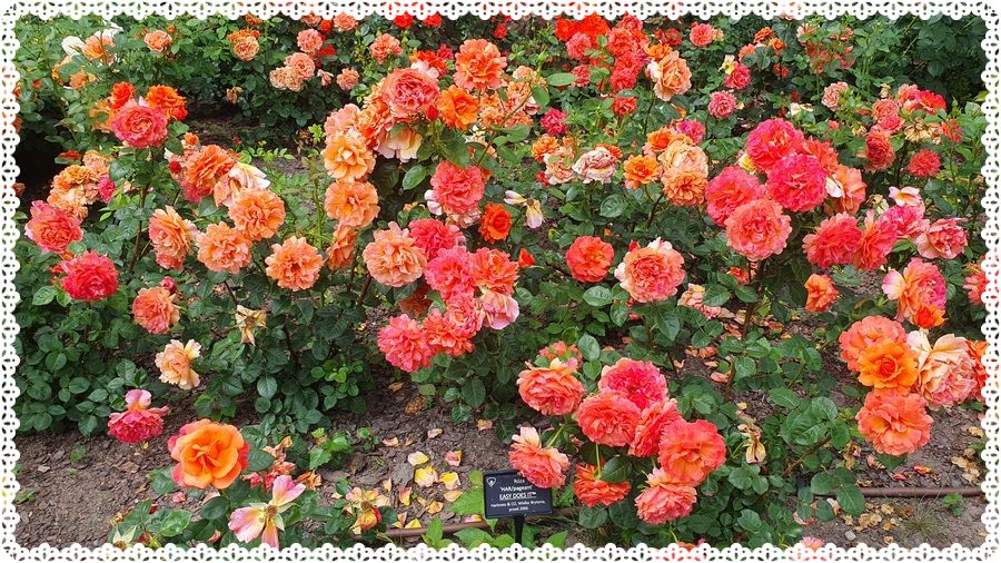 Easy does it róże rabatowe